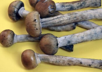 ჯადოსნური სოკოები